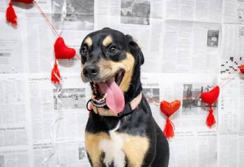 Cleo -  Rottweiler and Rat Terrier Dog for Adoption in Richardson, Texas - Cleo | PetCurious