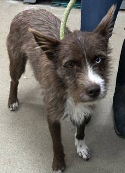 Rescue Terrier and Mixed Breed Dogs for Adoption in Spartanburg, South Carolina - Watson | PetCurious