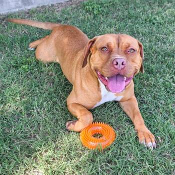 Baby Girl -  American Staffordshire Terrier Dog for Adoption in Gainesville, Texas - Baby Girl | PetCurious