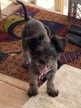 Rescue Terrier and Shih Tzu Dogs for Adoption in Edgewood, New Mexico - Layla | PetCurious