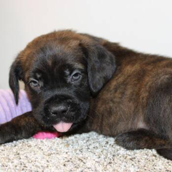 Mastiff Dogs Available for Adoption in Phoenix, Arizona - Barnaby | PetCurious