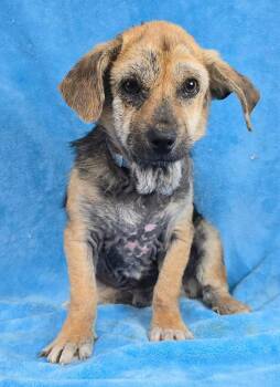 Spaniel and Beagle Dogs Available for Adoption - Nathaniel | PetCurious