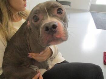 A383538 -  Pit Bull Terrier Dog for Adoption in Ocala, Florida - A383538 | PetCurious