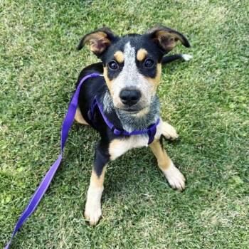 Navi -  Australian Cattle Dog Blue Heeler Dog for Adoption in Philadelphia, Pennsylvania - Navi | PetCurious