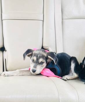Sneezy  -  Labrador Retriever and Husky Dog Available for Adoption - Sneezy  | PetCurious