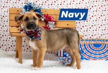 Shepherd and Husky Dogs Available for Adoption in Sevierville, Tennessee - Navy | PetCurious