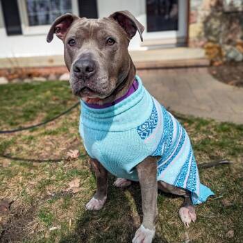 American Staffordshire Terrier Dogs Available for Adoption in Detroit, Michigan - Lola | PetCurious