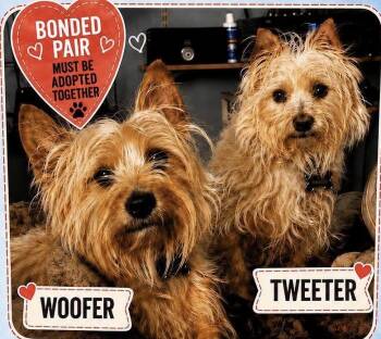 Tweeter -  Cairn Terrier Dog for Adoption in Broken Arrow, Oklahoma - Tweeter | PetCurious