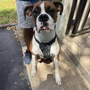 Bosco -  Boxer Dog for Adoption in Fort Lauderdale, Florida - Bosco | PetCurious