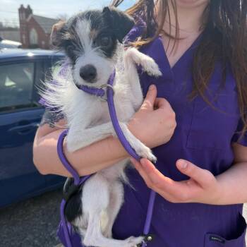 Chihuahua Dogs Available for Adoption in Northbrook, Illinois - Sassy | PetCurious