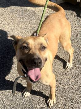 Shepherd Dogs Available for Adoption - Rica | PetCurious