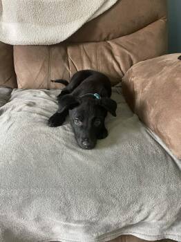 Cooper -  Labrador Retriever Dog for Adoption in Springville, New York - Cooper | PetCurious