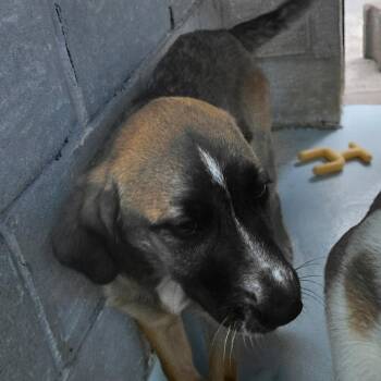 CSAS-Stray-855_2 -  Shepherd and Great Pyrenees Dog for Adoption in Springtown, Texas - CSAS-Stray-855_2 | PetCurious