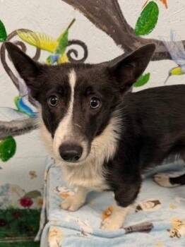 Sugar Plum 25 -  Corgi Dog for Adoption in Brookhaven, Mississippi - Sugar Plum 25 | PetCurious