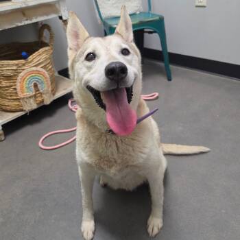 Cookie -  Shepherd and Mixed Breed Dog for Adoption in Normal, Illinois - Cookie | PetCurious