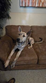 Rescue Catahoula Leopard Dog and Airedale Terrier Dogs for Adoption in Pinetop-lakeside, Arizona - Forest | PetCurious