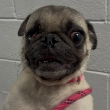 Rescue Pug Dogs for Adoption in Los Angeles, California - Minnie Mouse A2235512 | PetCurious