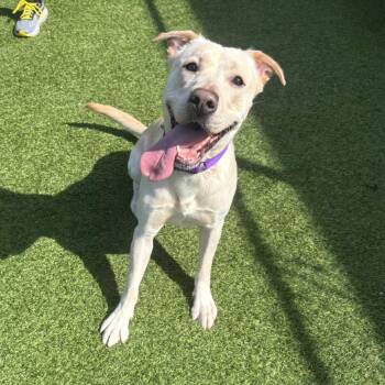 Mixed Breed Dogs Available for Adoption - Avocado | PetCurious