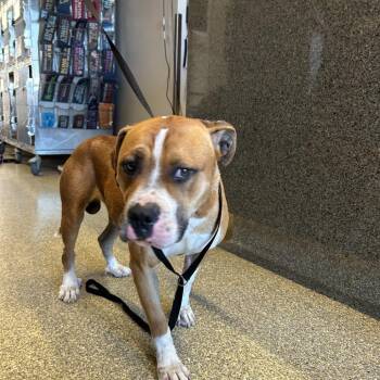 IVHS-Stray-139579 -  Boxer and Pit Bull Terrier Dog for Adoption in San Gabriel, California - IVHS-Stray-139579 | PetCurious