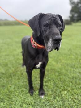 Luna -  Great Dane Dog for Adoption in Wooster, Ohio - Luna | PetCurious