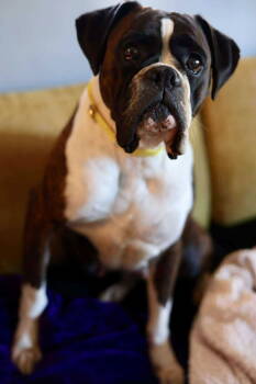 Rescue Boxer Dogs for Adoption in Duluth, Minnesota - Diva | PetCurious