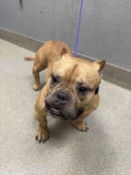 Rescue American Staffordshire Terrier and Mixed Breed Dogs for Adoption in Las Vegas, Nevada - LAZARUS | PetCurious