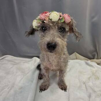 Cream Puff -  Miniature Poodle and Miniature Schnauzer Dog for Adoption in Foley, Alabama - Cream Puff | PetCurious