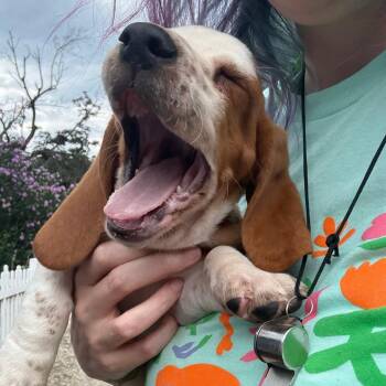 Sophie -  Basset Hound Dog for Adoption in Northbrook, Illinois - Sophie | PetCurious
