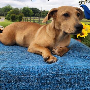 Kenzie -  Mixed Breed Dog for Adoption in Englewood, Florida - Kenzie | PetCurious