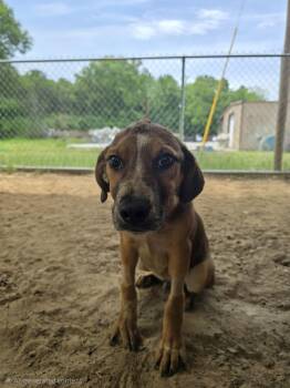 Mixed Breed Dogs Available for Adoption in Mccrory, Arkansas - Chance | PetCurious