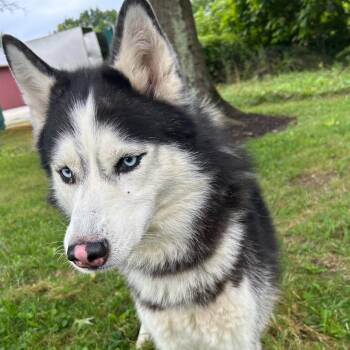 Rescue Husky Dogs for Adoption in Medina, Ohio - Maverick | PetCurious
