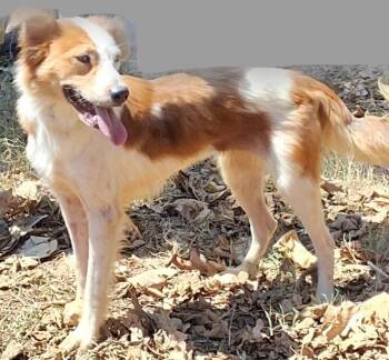 Buttercup -  Brittany Spaniel Dog for Adoption in Mena, Arkansas - Buttercup | PetCurious