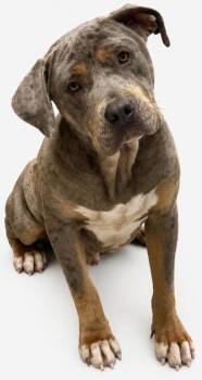 Creed -  Mastiff and Mixed Breed Dog for Adoption in Shreveport, Louisiana - Creed | PetCurious
