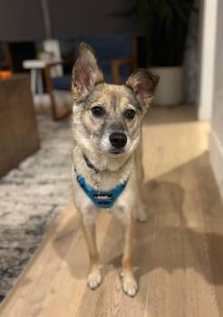 Rescue Whippet and Rat Terrier Dogs for Adoption in Calgary, Alberta - Peggy (Princess) | PetCurious