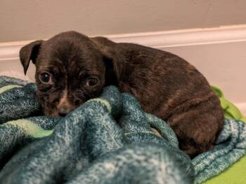 Dolly -  Mixed Breed Dog for Adoption in Huntsville, Alabama - Dolly | PetCurious