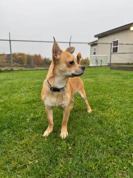 Dana -  Pomeranian and Chihuahua Dog for Adoption in Gouverneur, New York - Dana | PetCurious