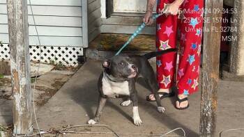 Mixed Breed Dogs Available for Adoption in Ocala, Florida - MACY | PetCurious