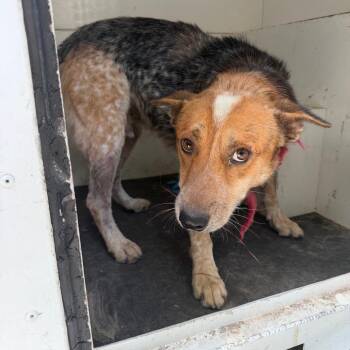 Marquez -  Cattle Dog and Mixed Breed Dog for Adoption in Pine Bluff, Arkansas - Marquez | PetCurious