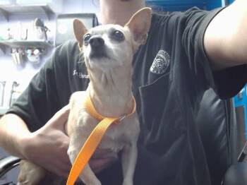 CHEESE -  Chihuahua and Mixed Breed Dog for Adoption in Albuquerque, New Mexico - CHEESE | PetCurious