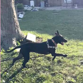 Zellie -  Black Labrador Retriever Dog for Adoption in La Grange, Kentucky - Zellie | PetCurious