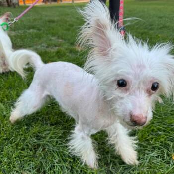 Paloma - bonded with Michelada -  Mixed Breed Dog for Adoption in Naperville, Illinois - Paloma - Bonded With Michelada | PetCurious