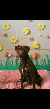 Chocolate Labrador Retriever Dogs Available for Adoption in Berea, Kentucky - Shelby | PetCurious