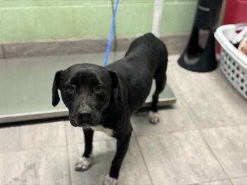 WHITE FOOT -  Labrador Retriever and Mixed Breed Dog for Adoption in Grand Prairie, Texas - WHITE FOOT | PetCurious
