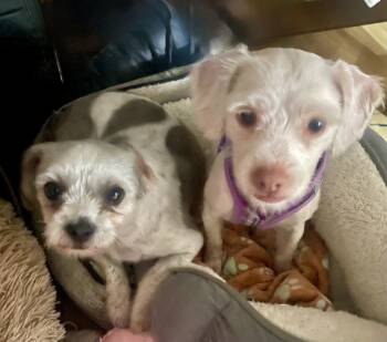 Rescue Shih Tzu Dogs for Adoption in Placentia, California - Daisy #526 | PetCurious