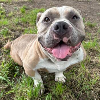 Staffordshire Bull Terrier Dogs Available for Adoption in Portland, Maine - Doink (aka Myles) | PetCurious