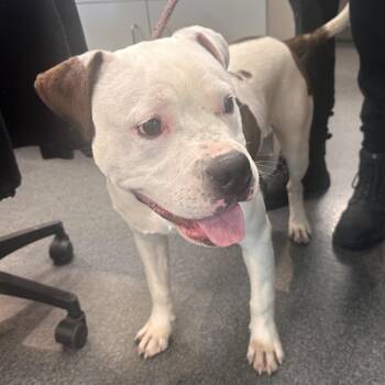 Mixed Breed Dogs Available for Adoption in Allentown, Pennsylvania - Suavo | PetCurious