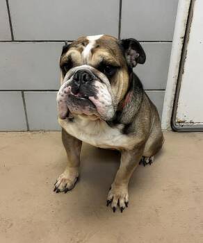 Duke -  Mixed Breed Dog for Adoption in Nashville, Tennessee - Duke | PetCurious