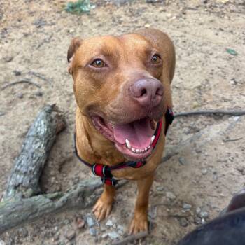 Rescue Pit Bull Terrier Dogs for Adoption in Columbia, South Carolina - Good Luck Chuck | PetCurious