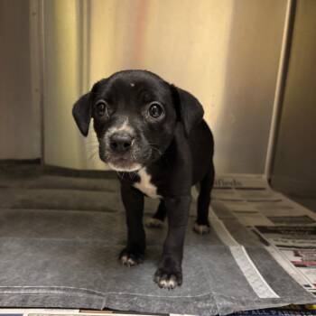 Stray - Thorpe Subdivision Ln -  Mixed Breed Dog for Adoption in Roxboro, North Carolina - Stray - Thorpe Subdivision Ln | PetCurious