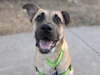 German Shepherd Dog Dogs Available for Adoption - Penny | PetCurious